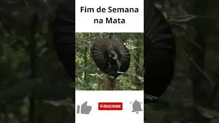 Fim de Semana na Mata