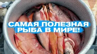 Самая полезная рыба в Мире! Арктический голец. Солим, жарим, едиииииим! Часть 7.
