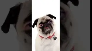 Who let the dogs out 4 REAL tho?