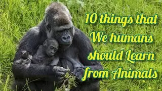 10 things that we humans should learn from animals | animal facts