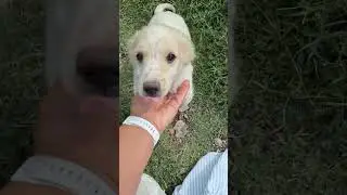 собакин