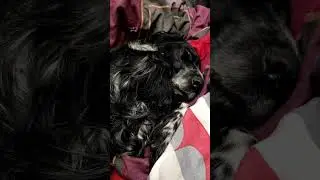 Собаки на диване (опять)