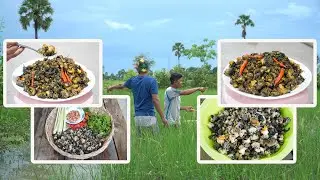 Yummy Spicy Fried Snails | ASMR Snail Cooking | Countryside life finds food from rice field