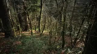 Завораживающий, чарующий  самшитовый лес. Краснодарский край. Мезмай.