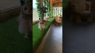 Болотная сова делает запасы на зиму.