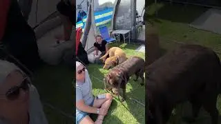 Tent 🏕️ Labradors 🐾 #camping #brean