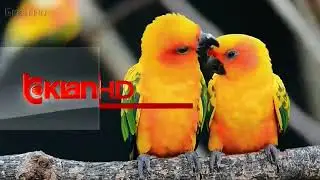 TV Klan - Channel Ident (2012 - 2024)