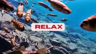 Форель в горном озере. Релакс видео