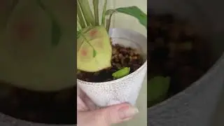моя новинка маранта керховена вар.#plants #моирастения #комнатныерастения #маранты #коллекция