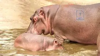 Best of Delhi Zoo I National Zoological Park Delhi