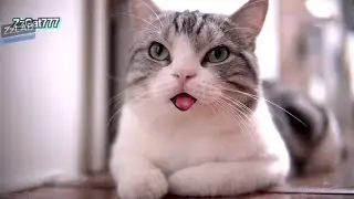 猫说话啦 😄ZzLAB