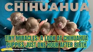 What do Chihuahua puppies look like an hour after birth?