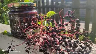 Варенье из бузины