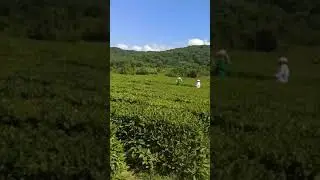 Чайные плантации в Лазаревском