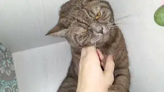 I teased the cat! Bite it! Раздраконила кота. Покусал.