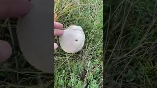 Бачили такий гриб? 😳