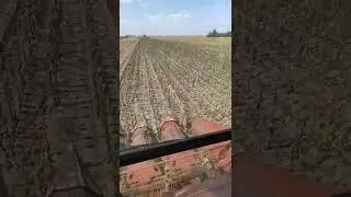 Zmaj 162 suncokret 2022