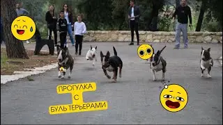 Прогулка с Буль Терьерами #bullterrier #бультерьер #dog #собака #fyp #viralvideo