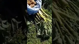 Алафи БАҲОР