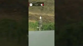 This DOG was 'numb' to the #cycling... 😅 #shorts