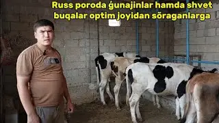 Buqa va ģunajinlaridan sõraganlarga +99893.176.22.94 arzon joyidan kõring.