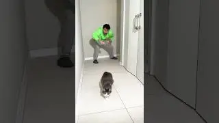 Cat and Domino prank 🐭