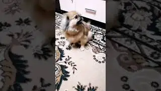 Картошку вы будите со селёдкой?