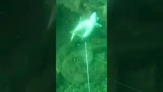 Дуплет 
