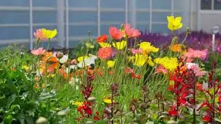 Flower Trials 2024 | Interview with Mark