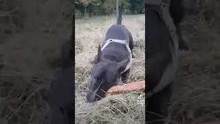 Петя бультерьер.                   