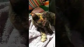 The Glory Of Kitteh!