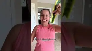 Oh no, my snake plant is broken… let’s propagate 