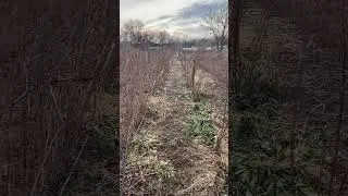 Февраль .подготовка к покосу малины.ставропольский край.
