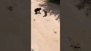 коты ругаются