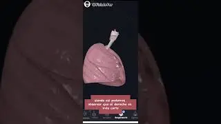 Los pulmones