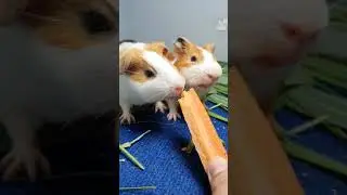 Guinea Pig Happily Eats Snacks