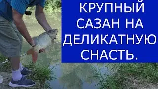 Крупный сазан на тонкий поводок.