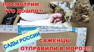 РАСПАКОВКА/САЖЕНЦЫ БУДУ РЕАНИМИРОВАТЬ/САДЫ РОССИИ