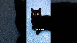 Black Cats Are... WEIRD?!🤯🙀
