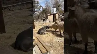 Master of intimidation
