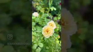 #texasgardening #garden #roses #gardening #rosegarden