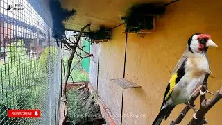 Вольер для певчих птиц, гнёзда для птиц!