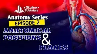 Anatomical Position and Planes