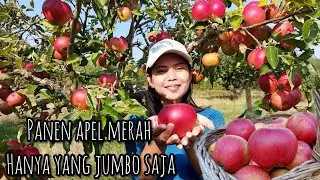 HARVESTING RED APPLES ONLY THE JUMBO ONE FOR MY WEST BROTHER-IN-LAW || THE MOST SPECIAL RED APPLES