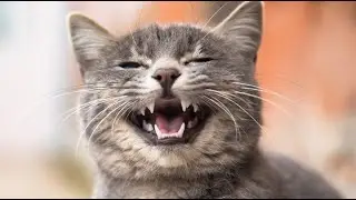 20 INTERESTING FACTS ABOUT ANIMALS