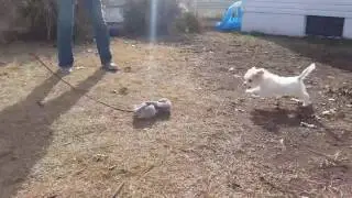 Mia, the aggressive Havanese