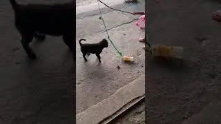 Chọc chó 