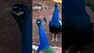 Peacock video||Peacock call||Peacock🦚🦚 sound||#shorts #peacock #call #sound