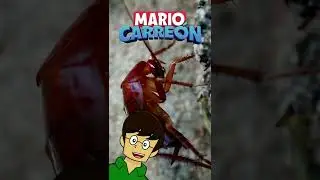 COCKROACH