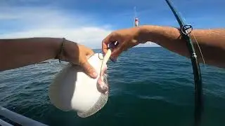 Ocean Fluke Fishing   Gulp Grubs   Captree Pride   Long Island NY